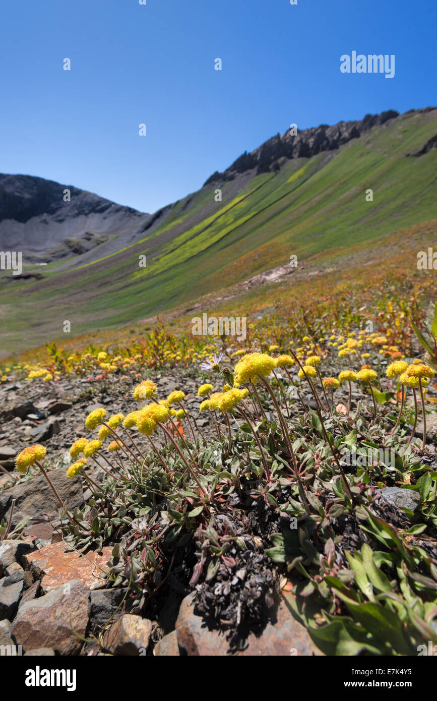 Flowers blooming high in Oregon's Wallowa Mountains. Stock Photo