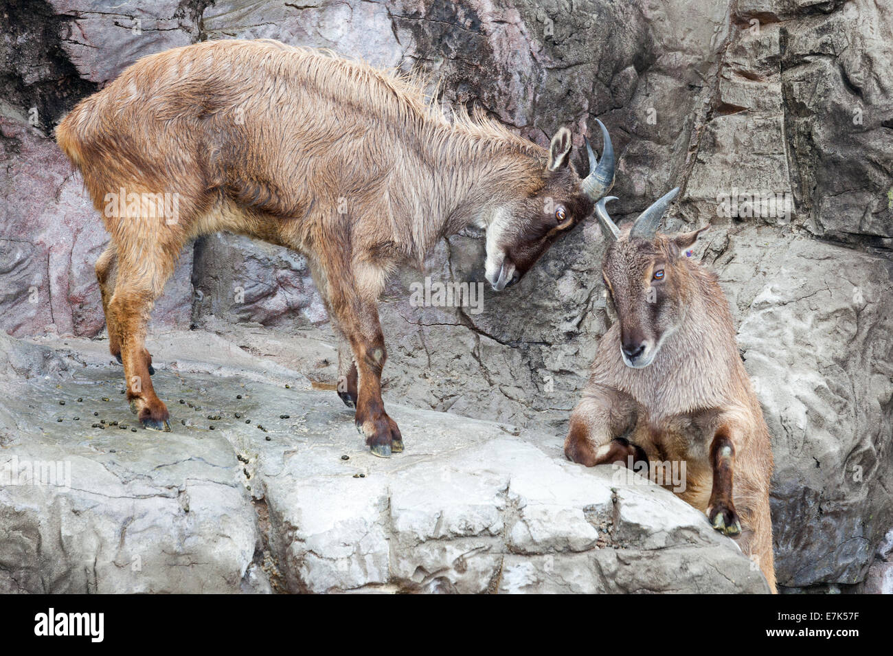 mountain goat, able to climb very high with hooves Stock Photo