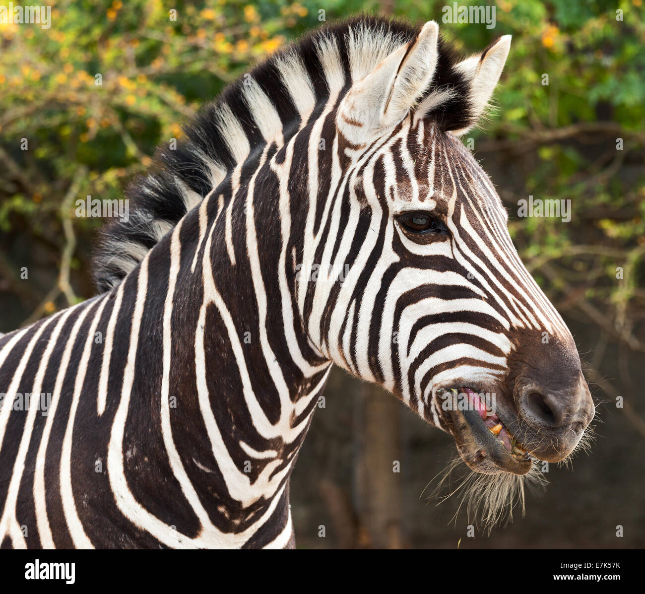 beautiful striped zebra from Africa Stock Photo