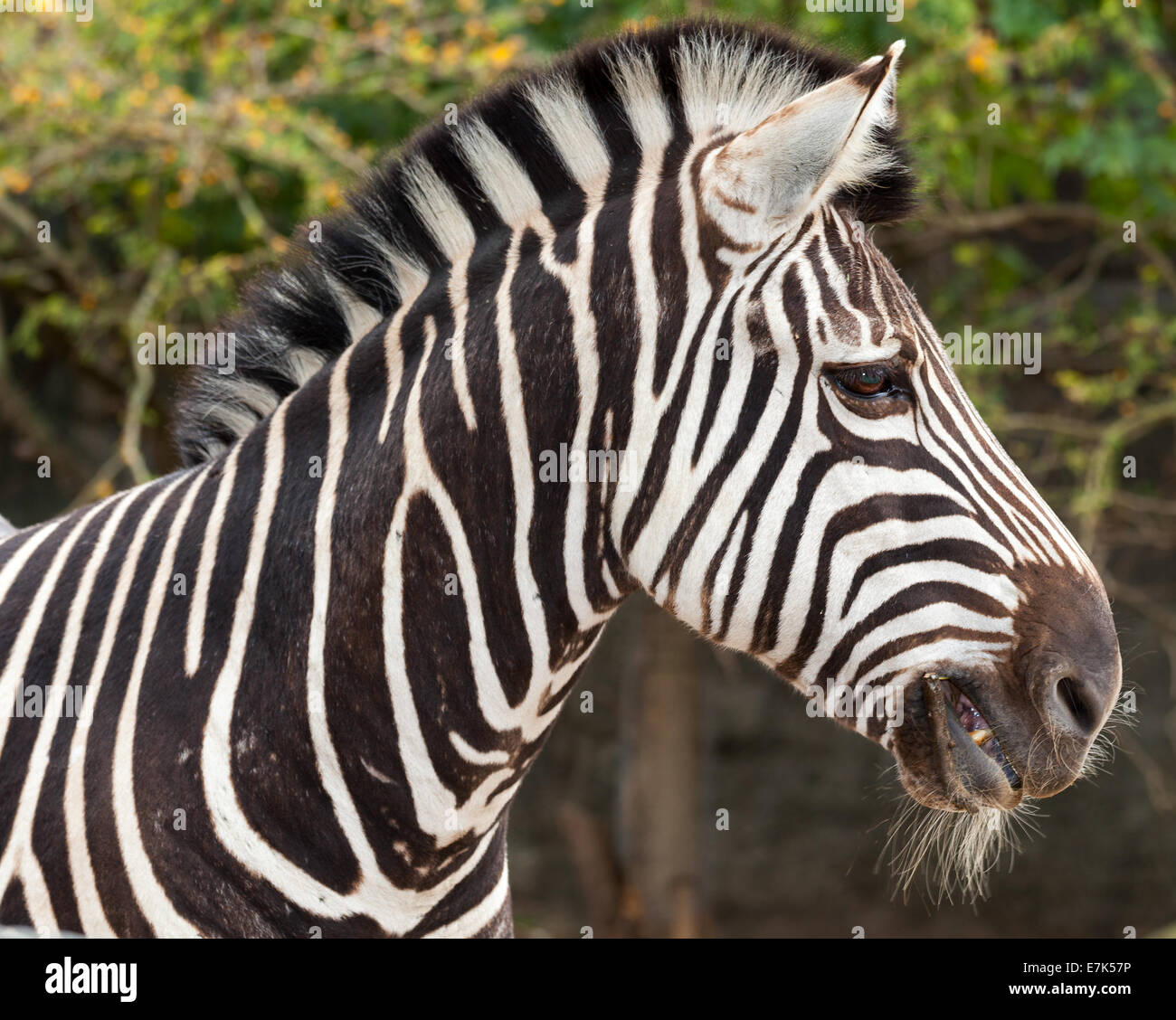 striped pony african animal the zebra Stock Photo