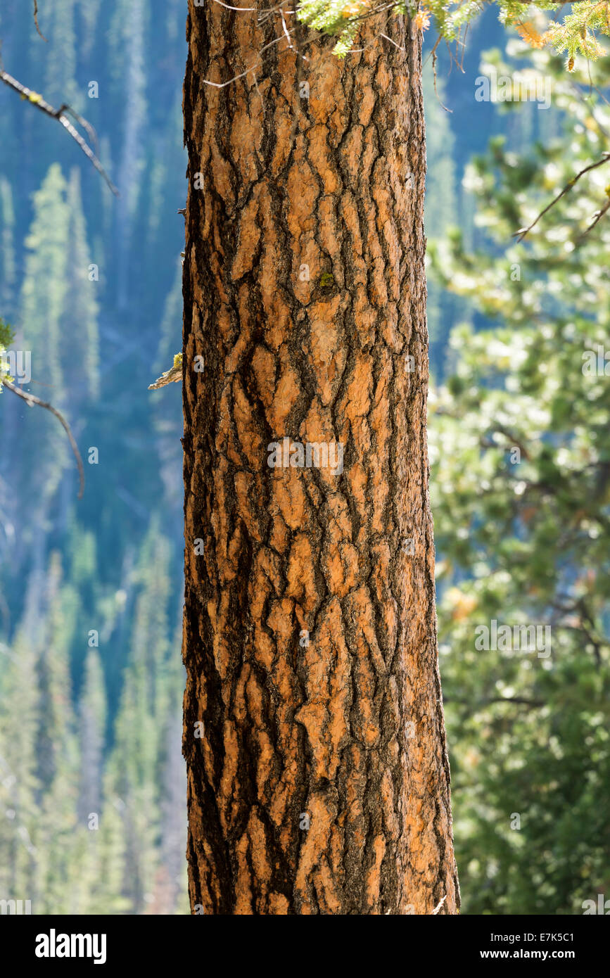 Ponderosa pine tree in Oregon's Wallowa Mountains. Stock Photo
