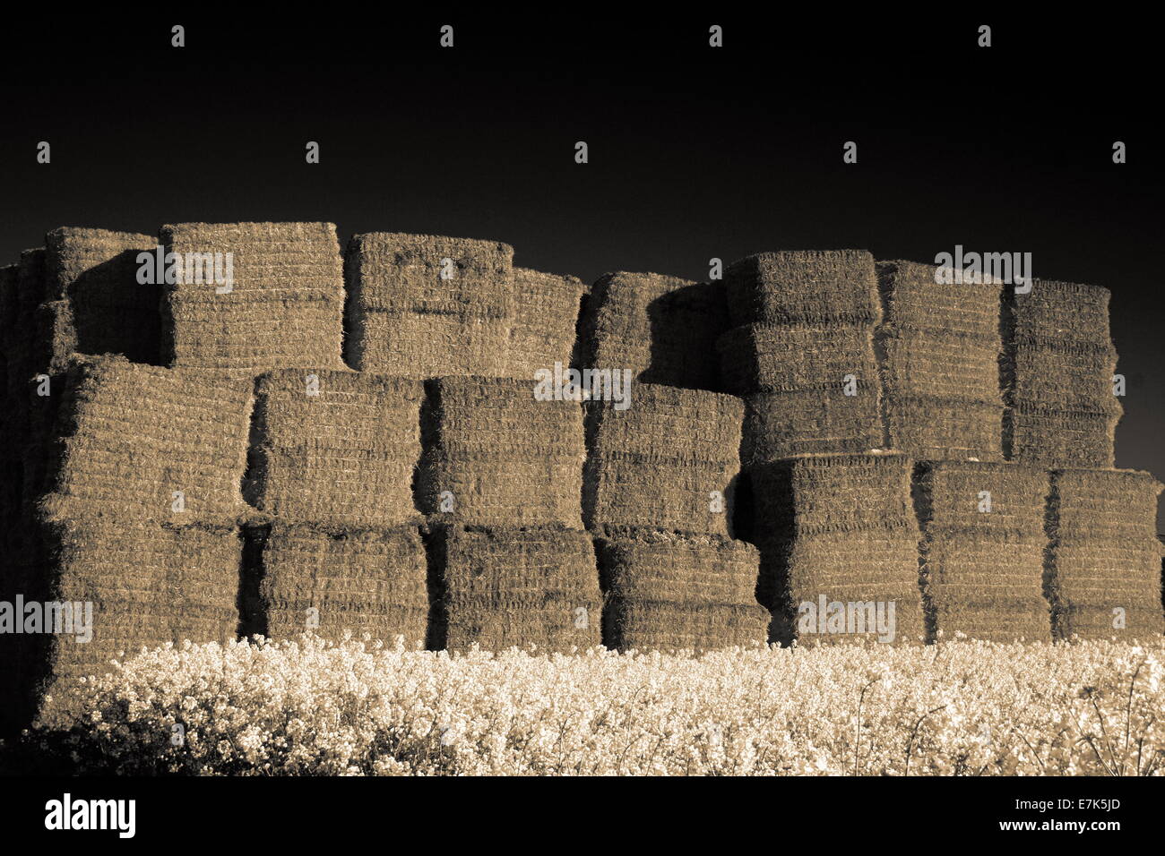 Farmers giant haystacks in field of rapessed crop Stock Photo