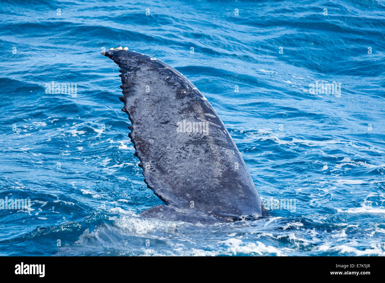 A whale breaching at Hervey Bay Queensland Australia off Fraser Island Stock Photo