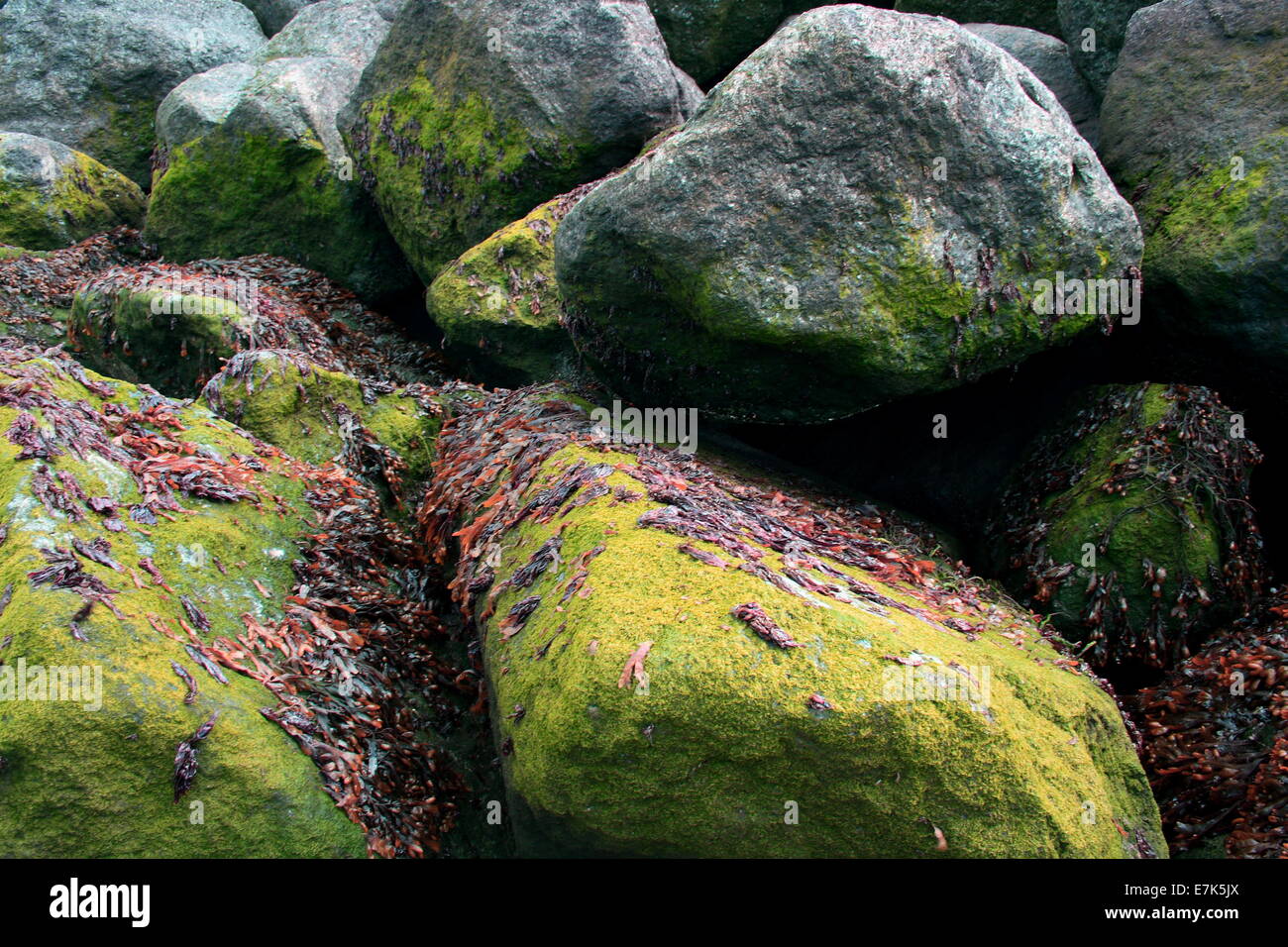 Seaweed covered rocks revealed by the low tide Stock Photo