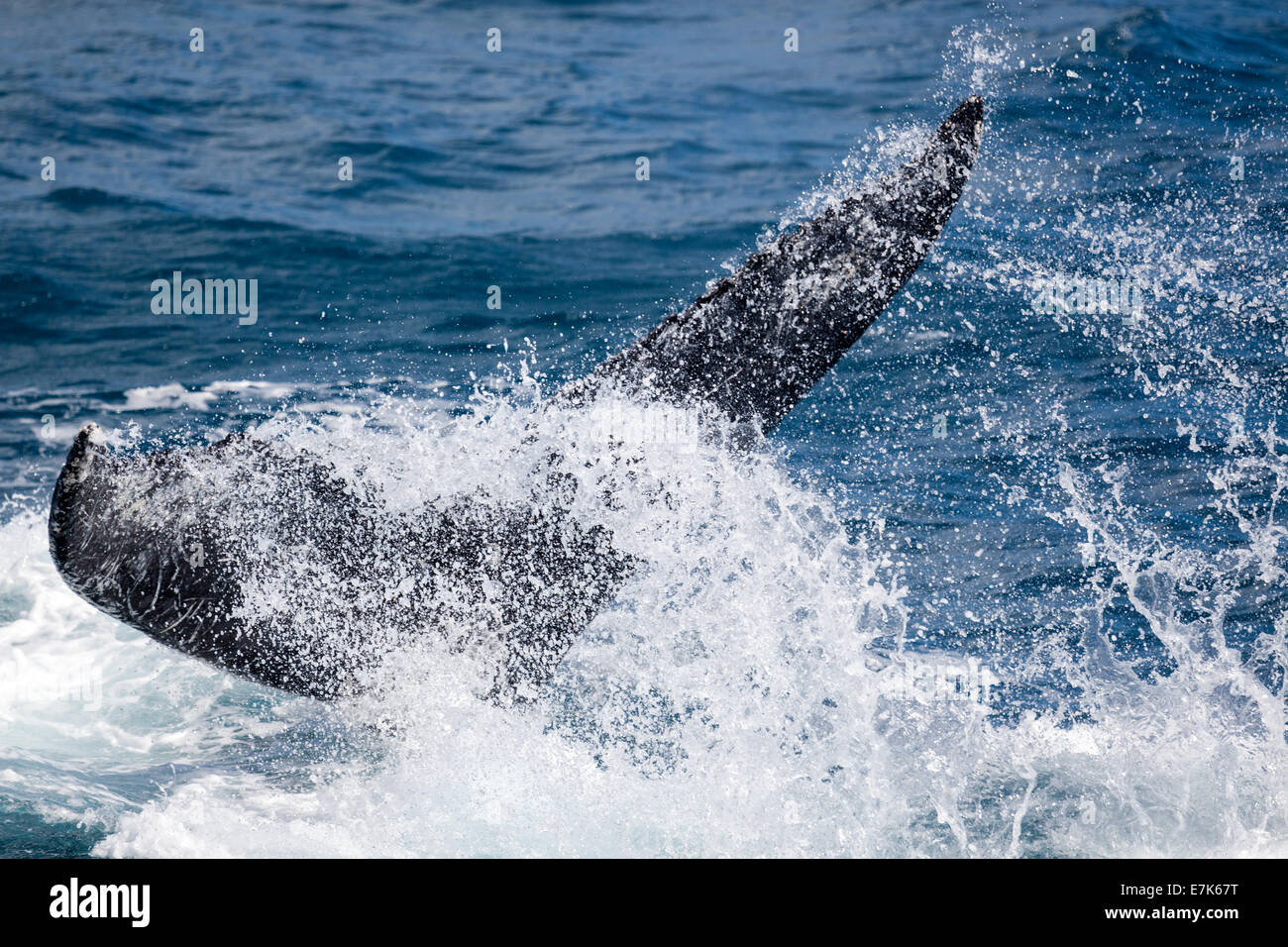 Humpback whale at Hervey Bay queensland aug 2014 Stock Photo