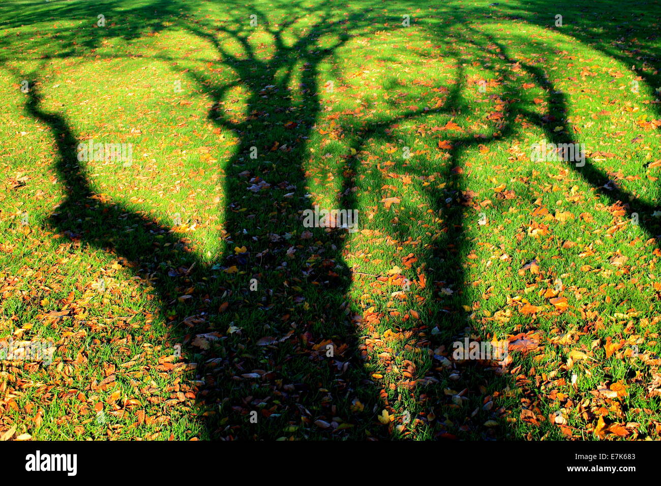 Last remnants of Autumn and shadow of bare tree in the crisp sunlight Stock Photo