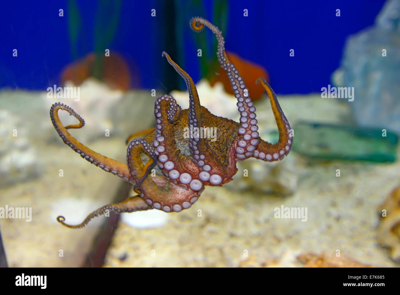 Orange Octopus The Florida Aquarium Tampa FL US Stock Photo Alamy