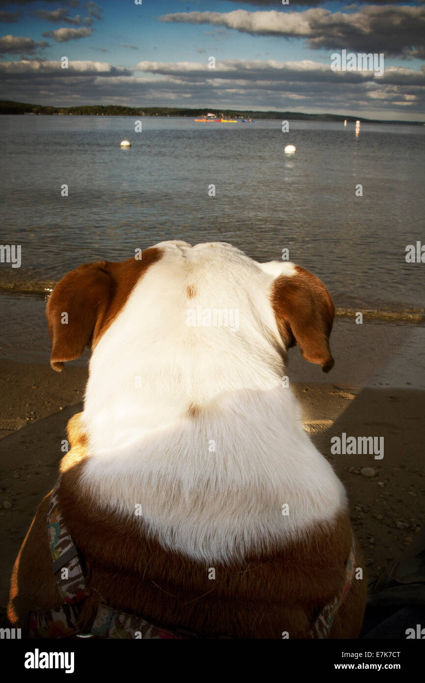 Bulldog on the Beach Stock Photo