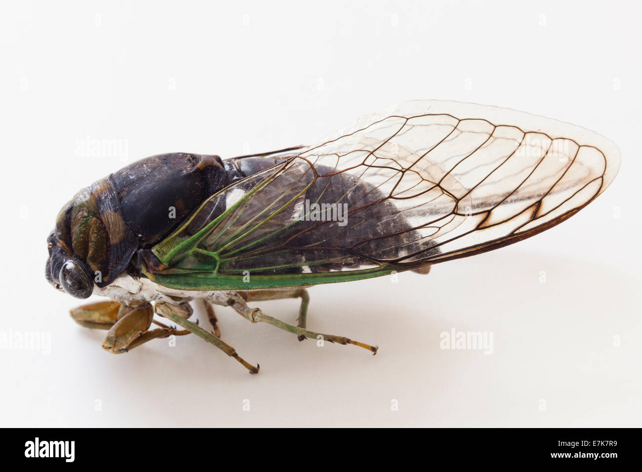 North-American annual cicada (Tibicen linnei) - USA Stock Photo
