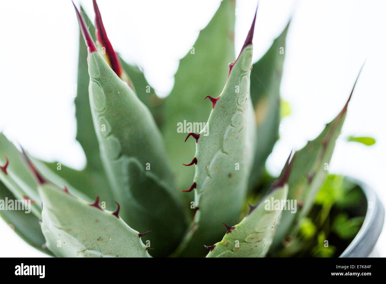 Small agave plant on a white background Stock Photo - Alamy