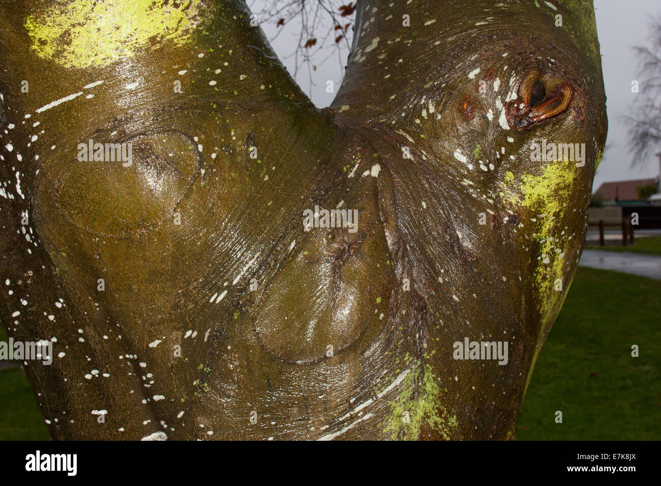 A Look at life in New Zealand: Woodland sights: trees; bark; roots; texture. Face in a tree! Stock Photo