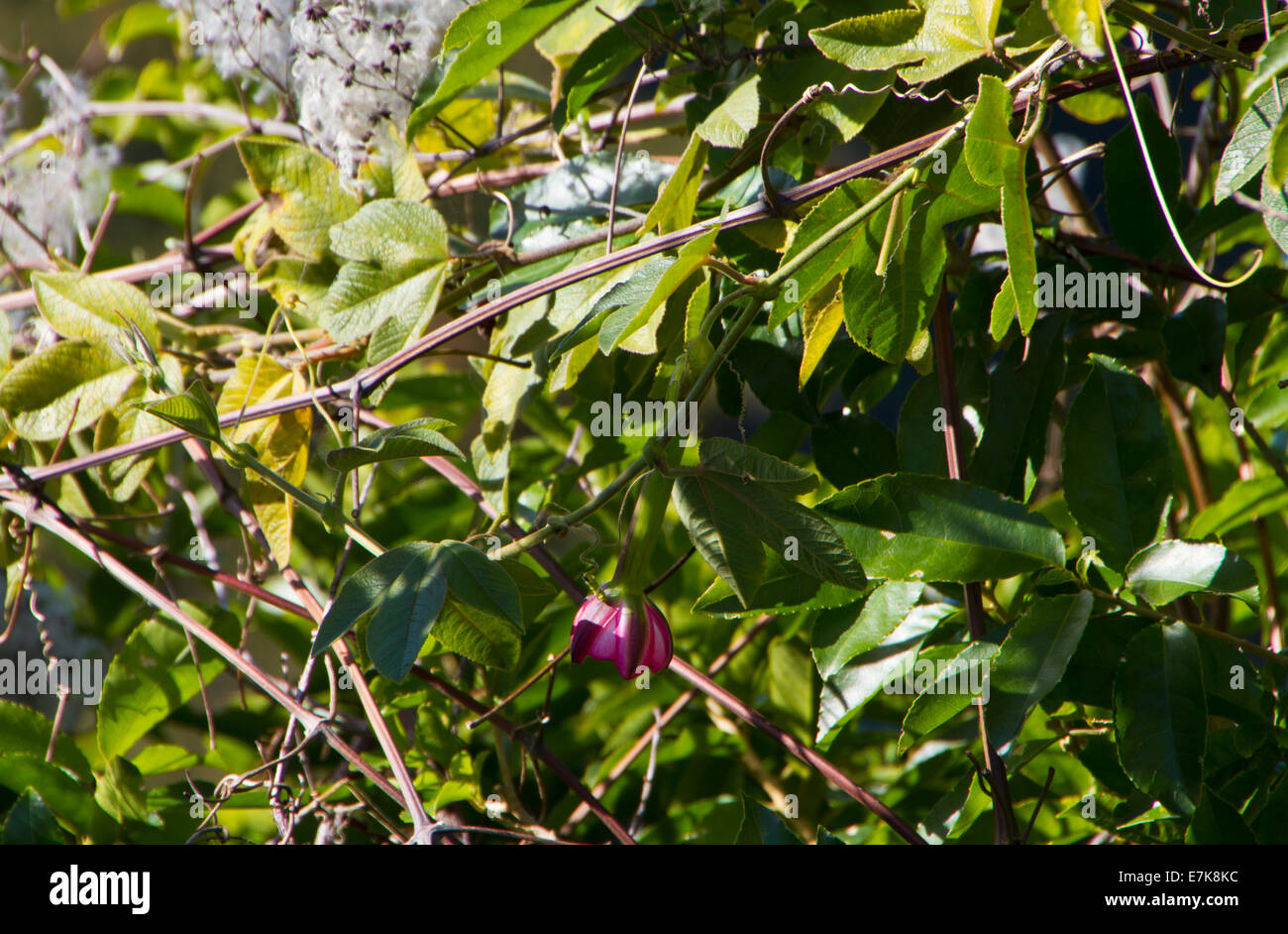 Passionfruit Flower Stock Photo Alamy