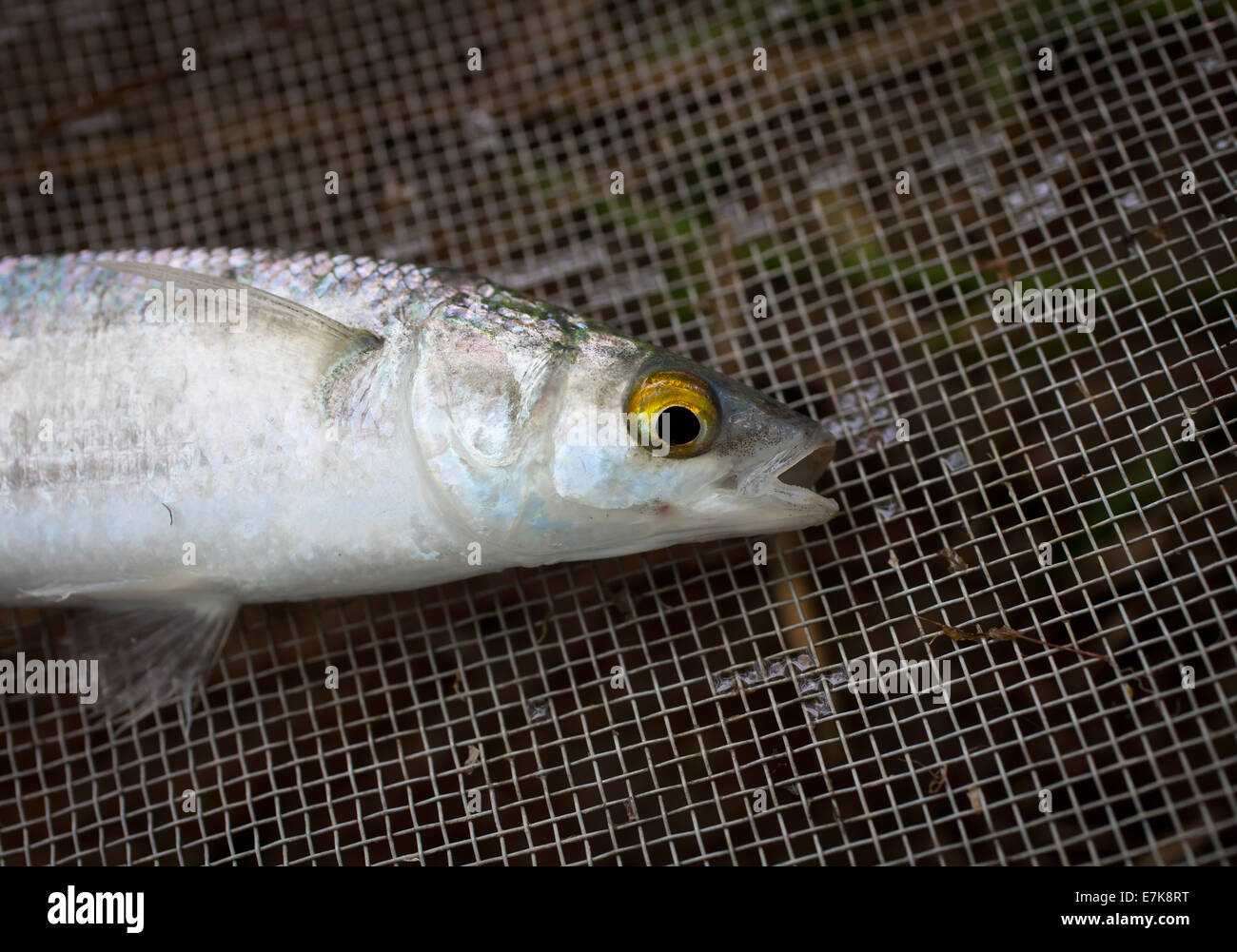 Minnow eating hi-res stock photography and images - Alamy