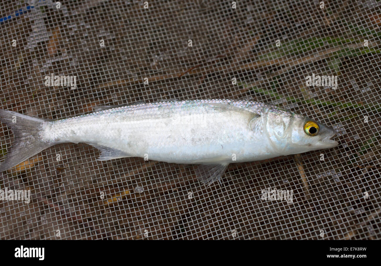 Herring Yelloweyed Mullet Stock Photo Alamy