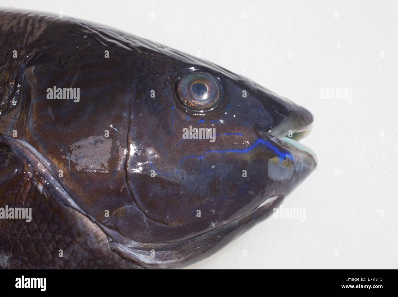 Butterfish colourings up close. (Odax pullus or Odax cyanoallix Stock