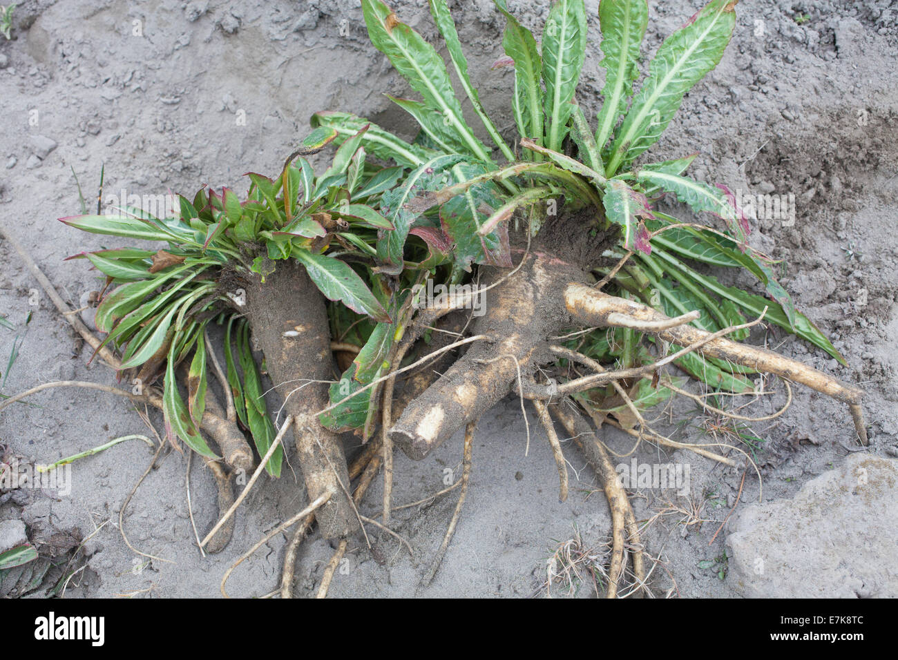 Evening Primrose edible roots and leaves (Oenothera Stock Photo Alamy