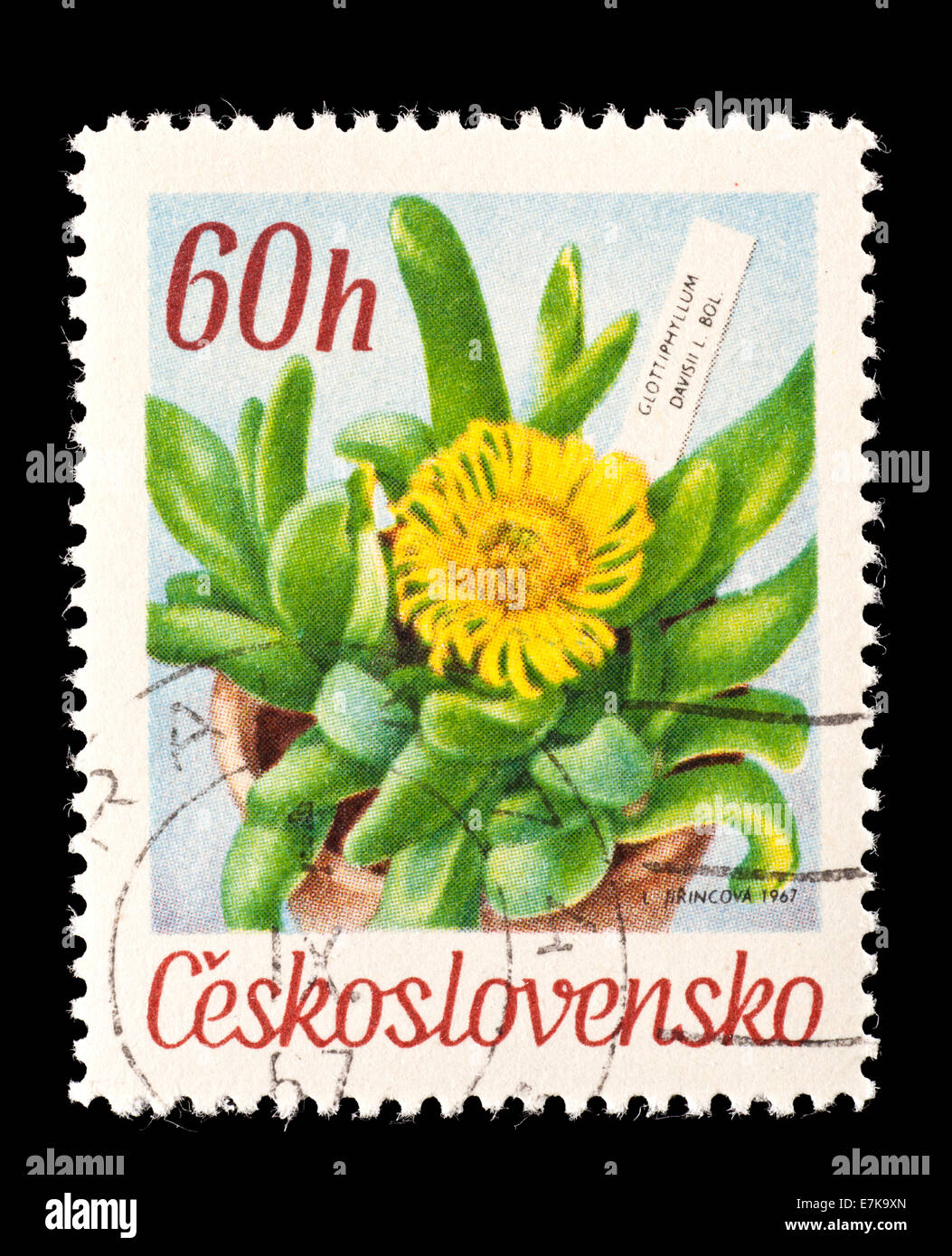 Postage stamp from Czechoslovakia depicting flowers (Glottiphyllum davisii) Stock Photo