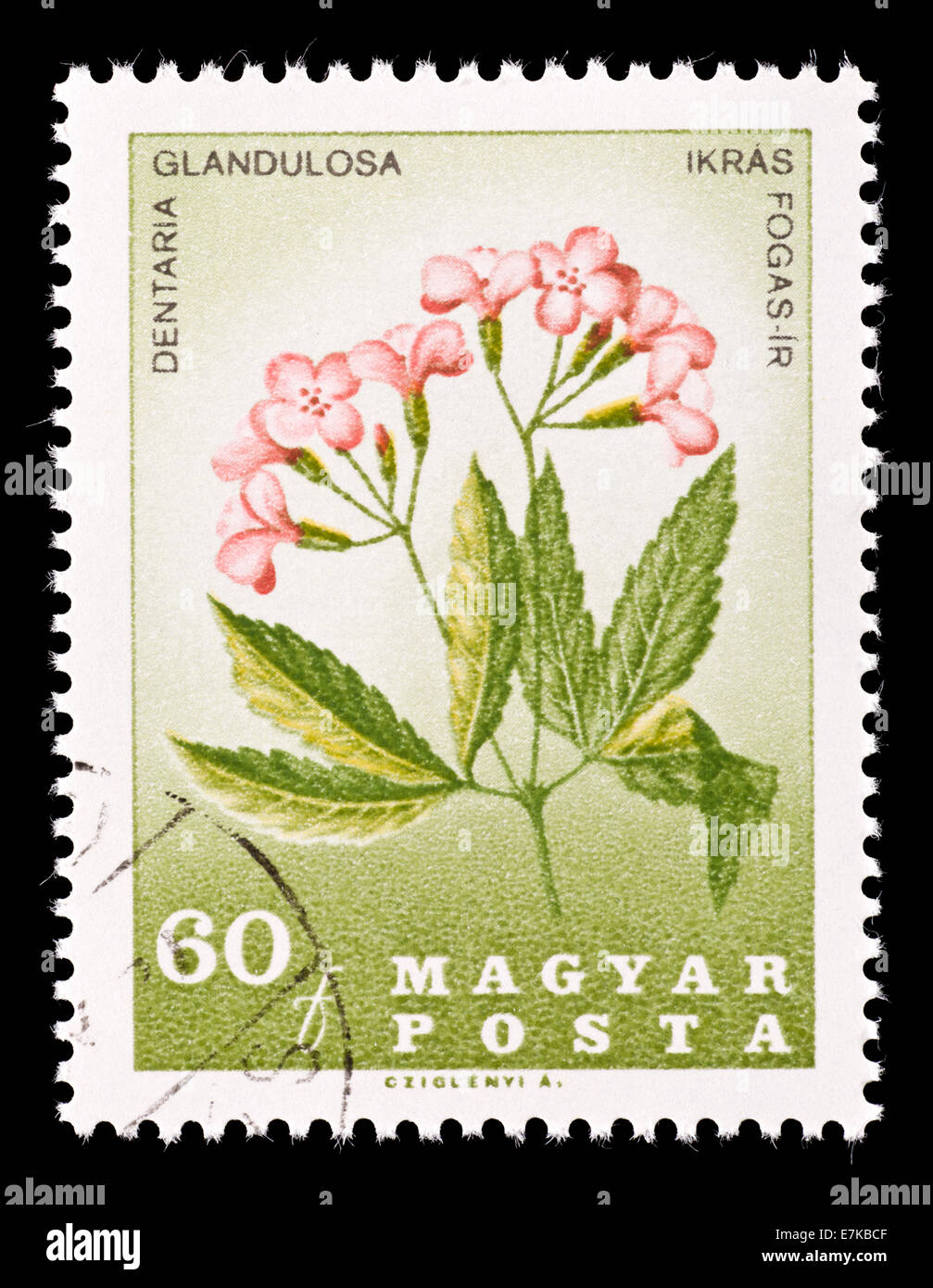 Postage stamp from Hungary depicting a pink wildflower (Dentaria ...