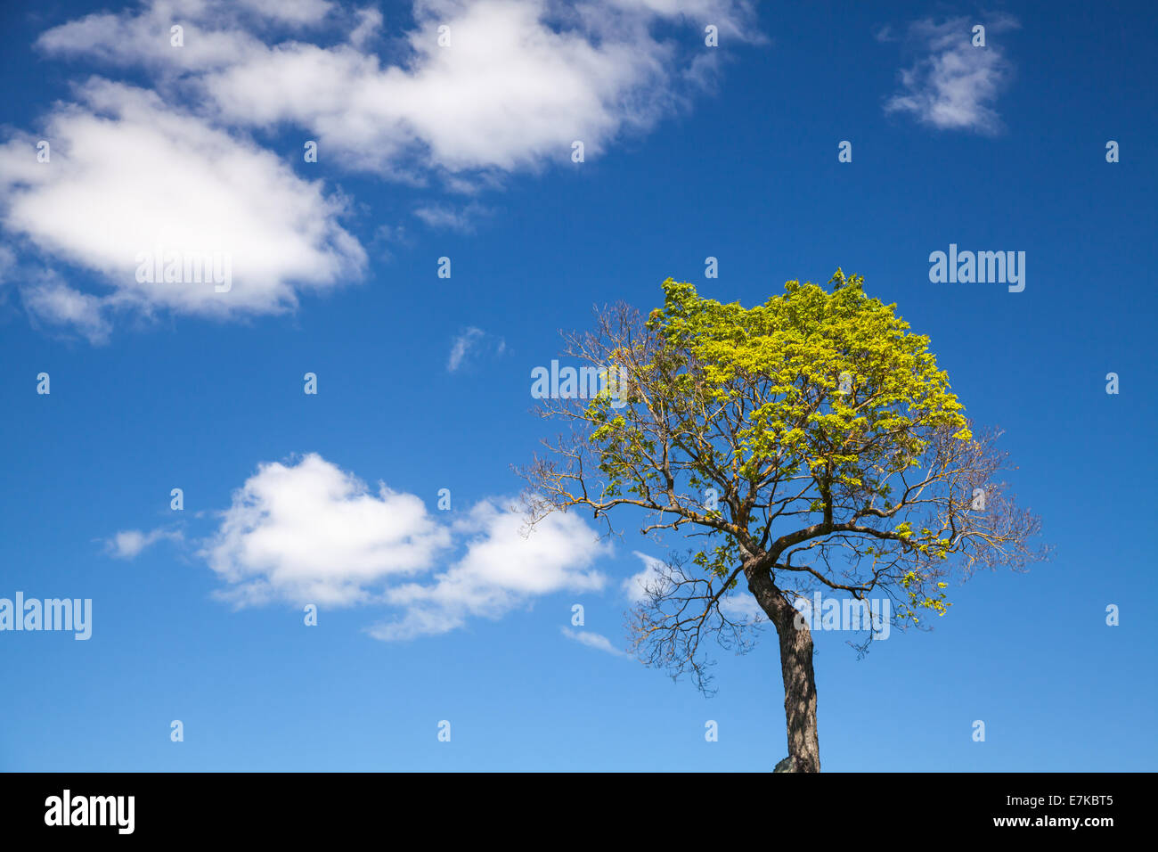 Small bright green tree with blue sky and clouds on background Stock Photo