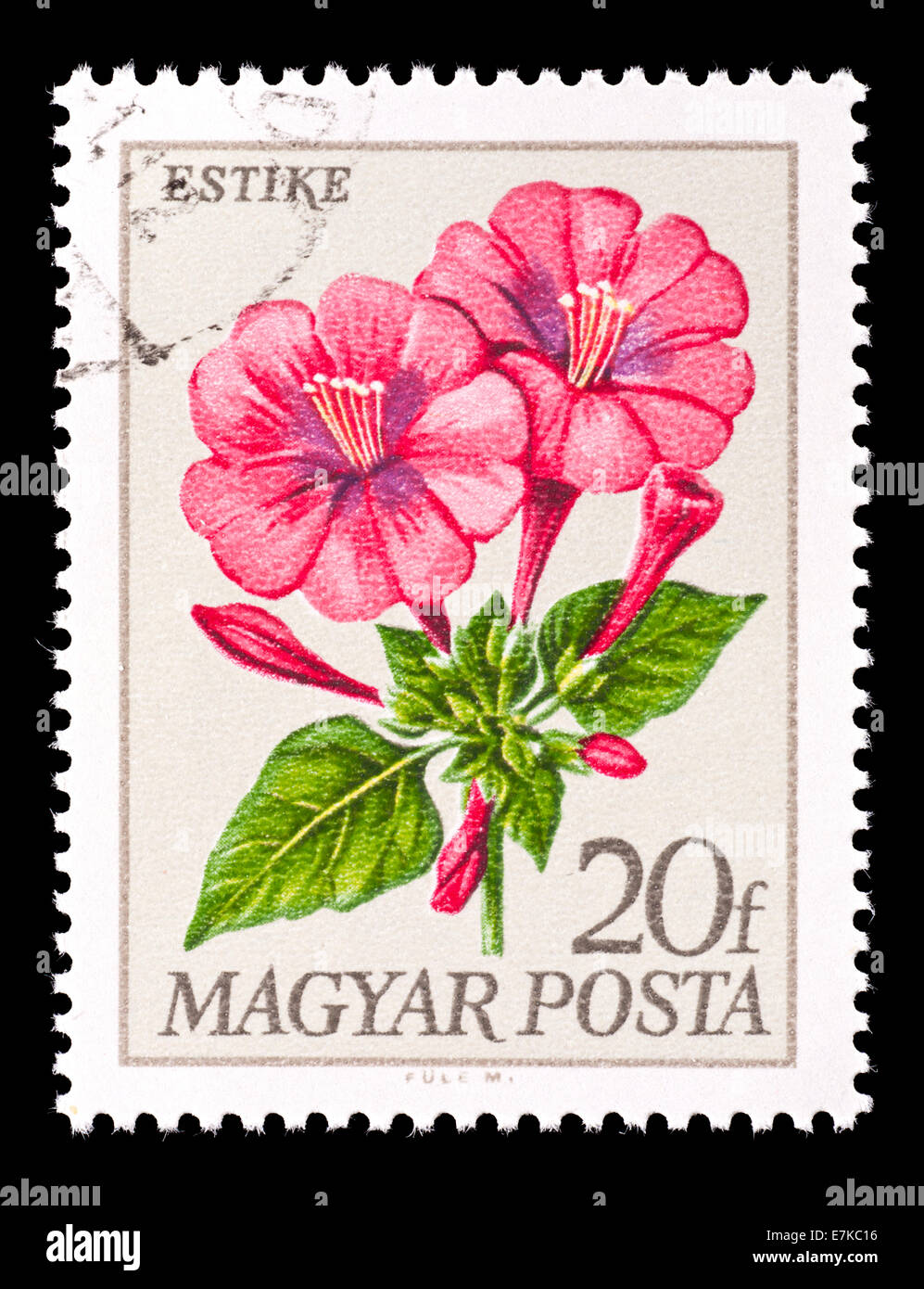 Postage stamp from Hungary depicting four o'clock flower or marvel of ...