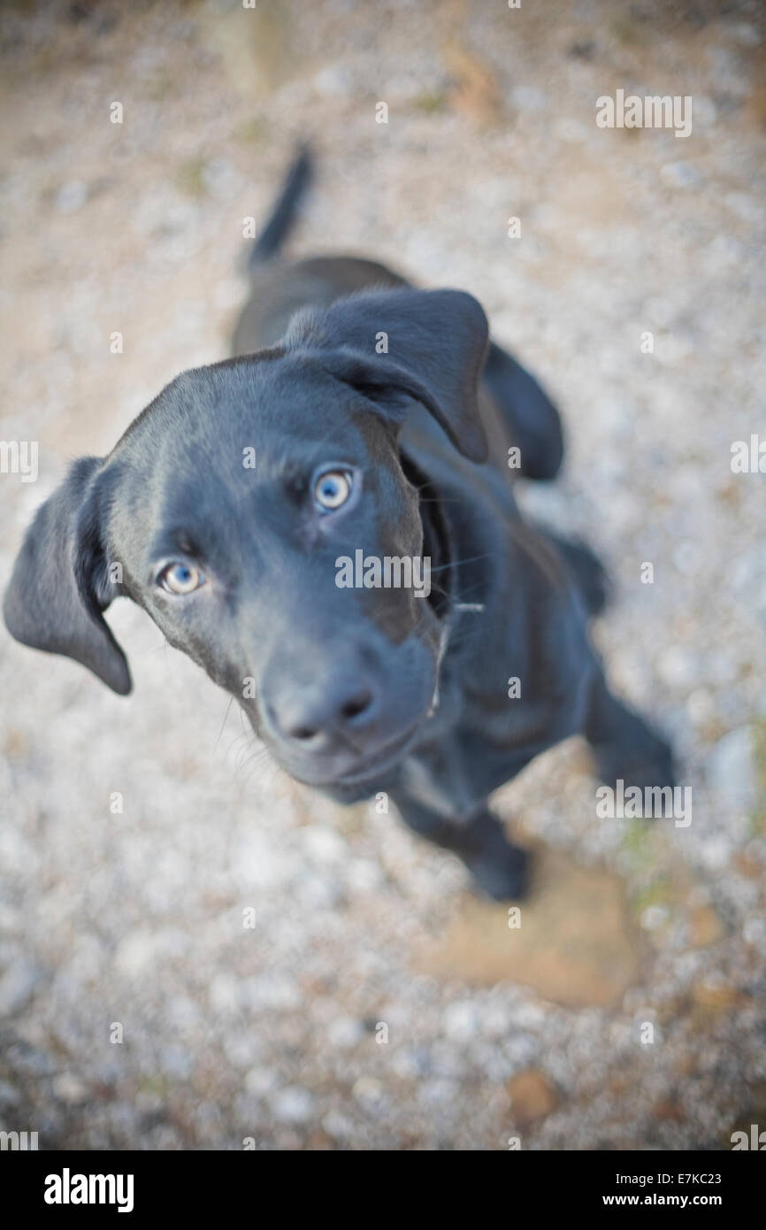 Dogs puppies walking with mans best friend enjoying life outside with a