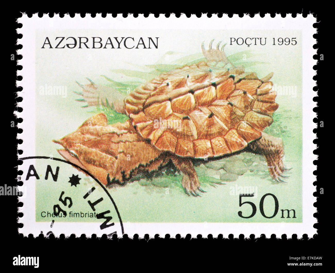 Postage stamp from Azerbaijan depicting a matamata turtle (Chelus fimbriatus) Stock Photo