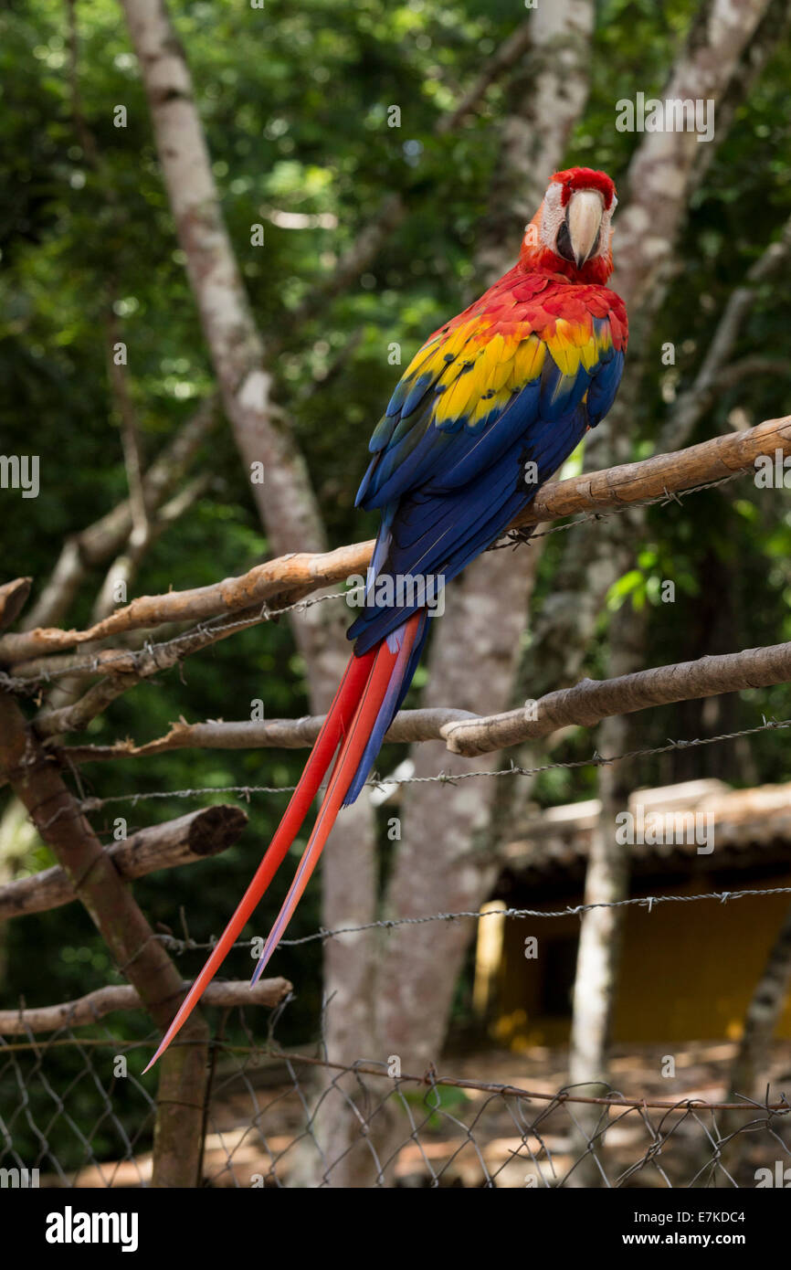 Parrot in Copan Ruinas bird Park, Copan, Honduras Stock Photo