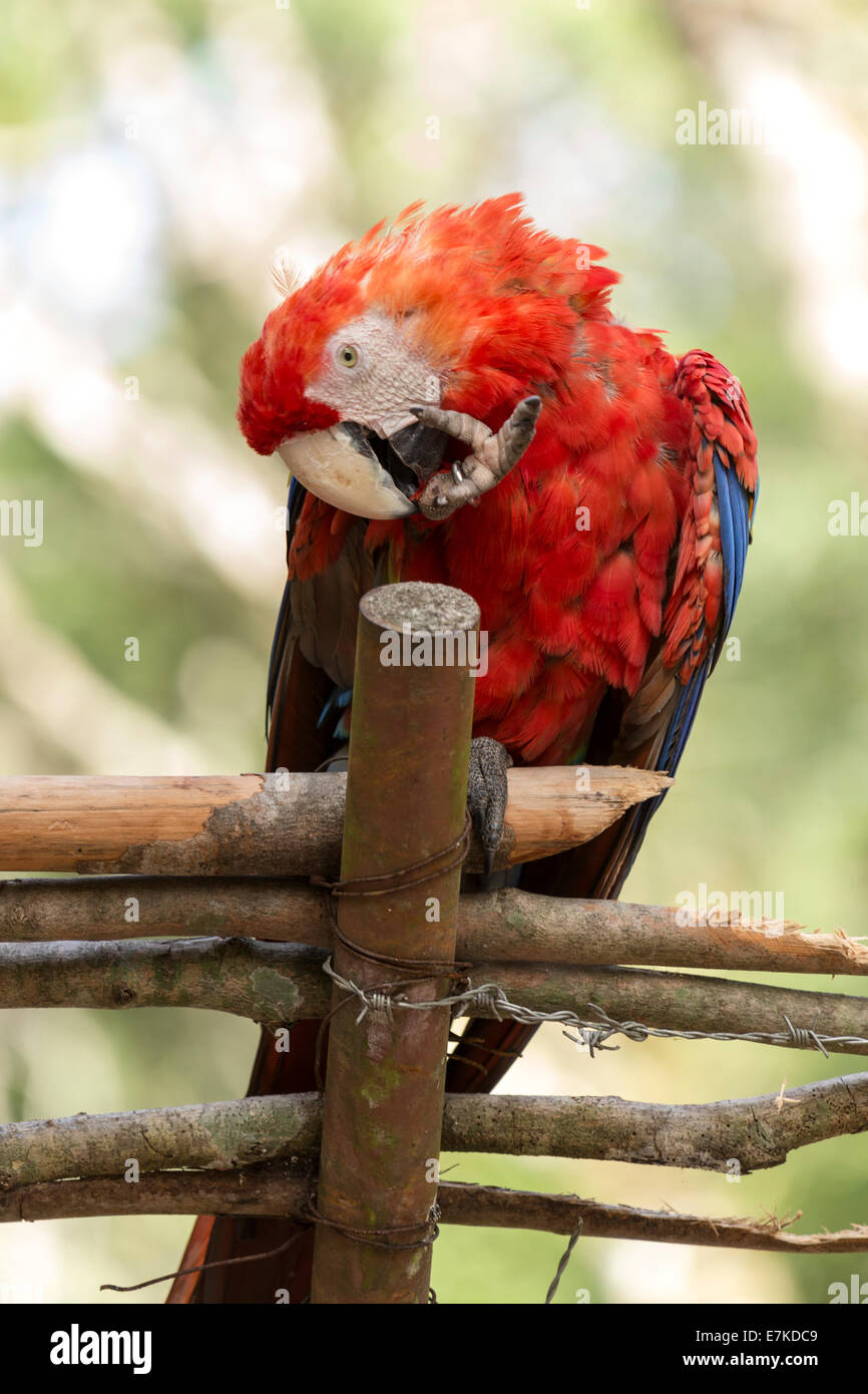 Parrot cleaning its paw in Copan Ruinas bird Park, Copan, Honduras Stock Photo