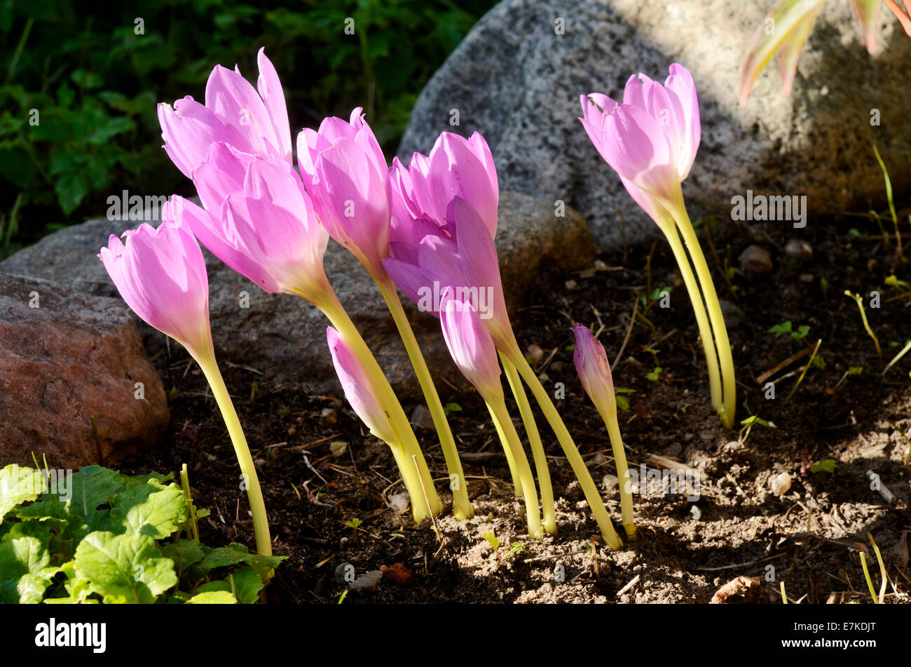 sunlit colchicum in the flowerbed next to a stone Stock Photo