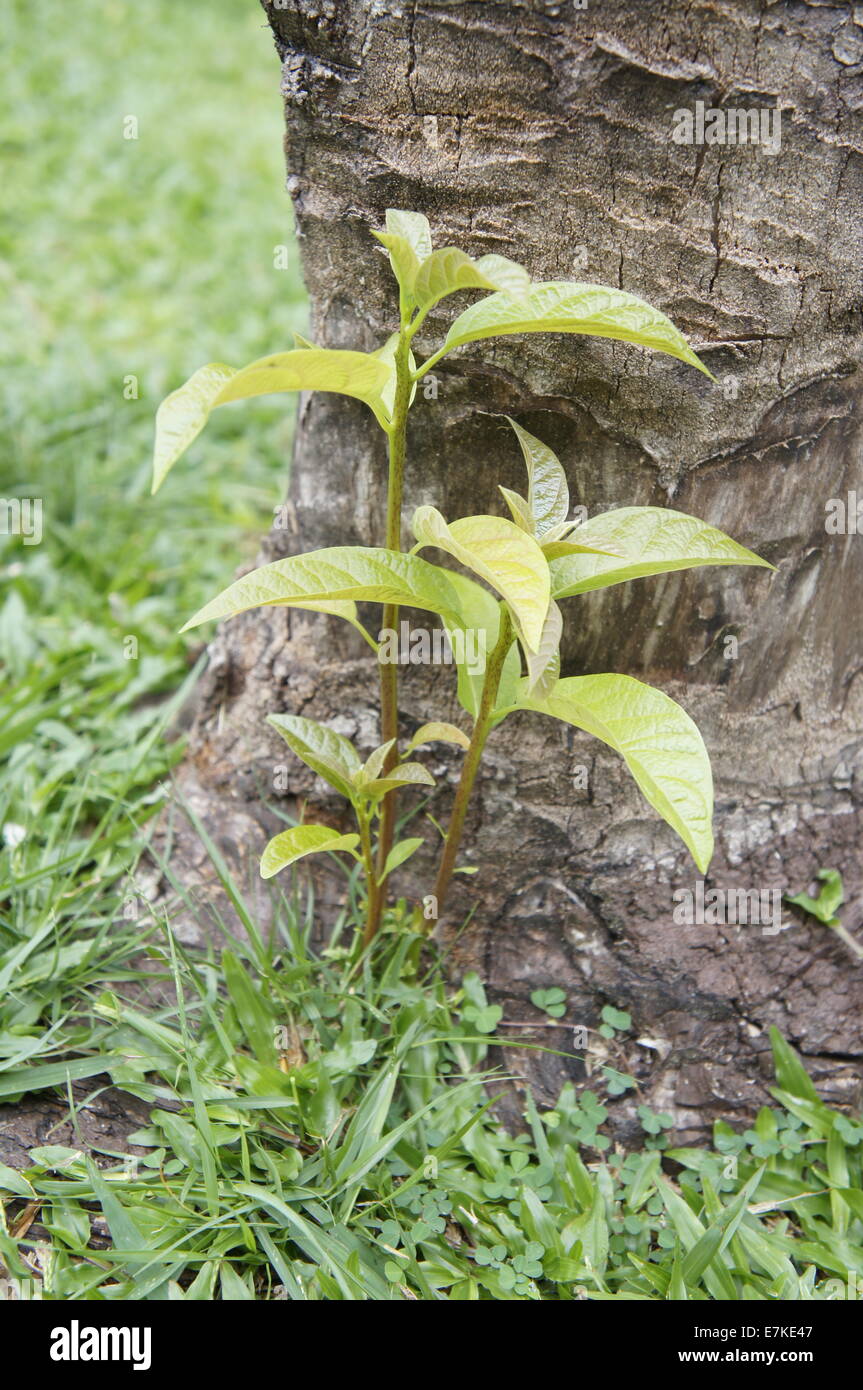 green shoots of avocado tree Stock Photo