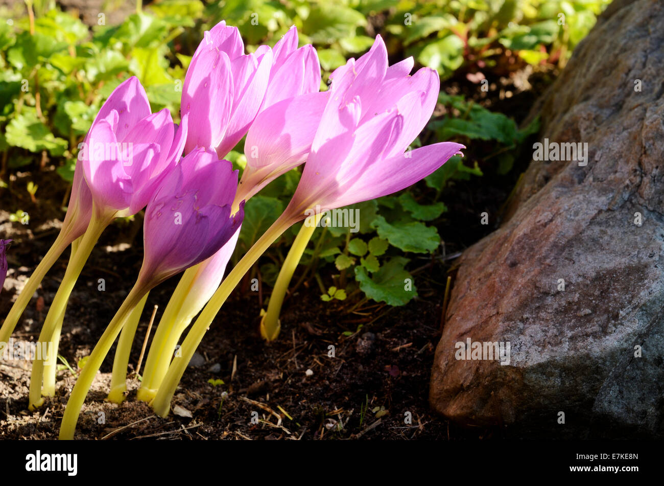 sunlit colchicum in the flowerbed next to a stone Stock Photo
