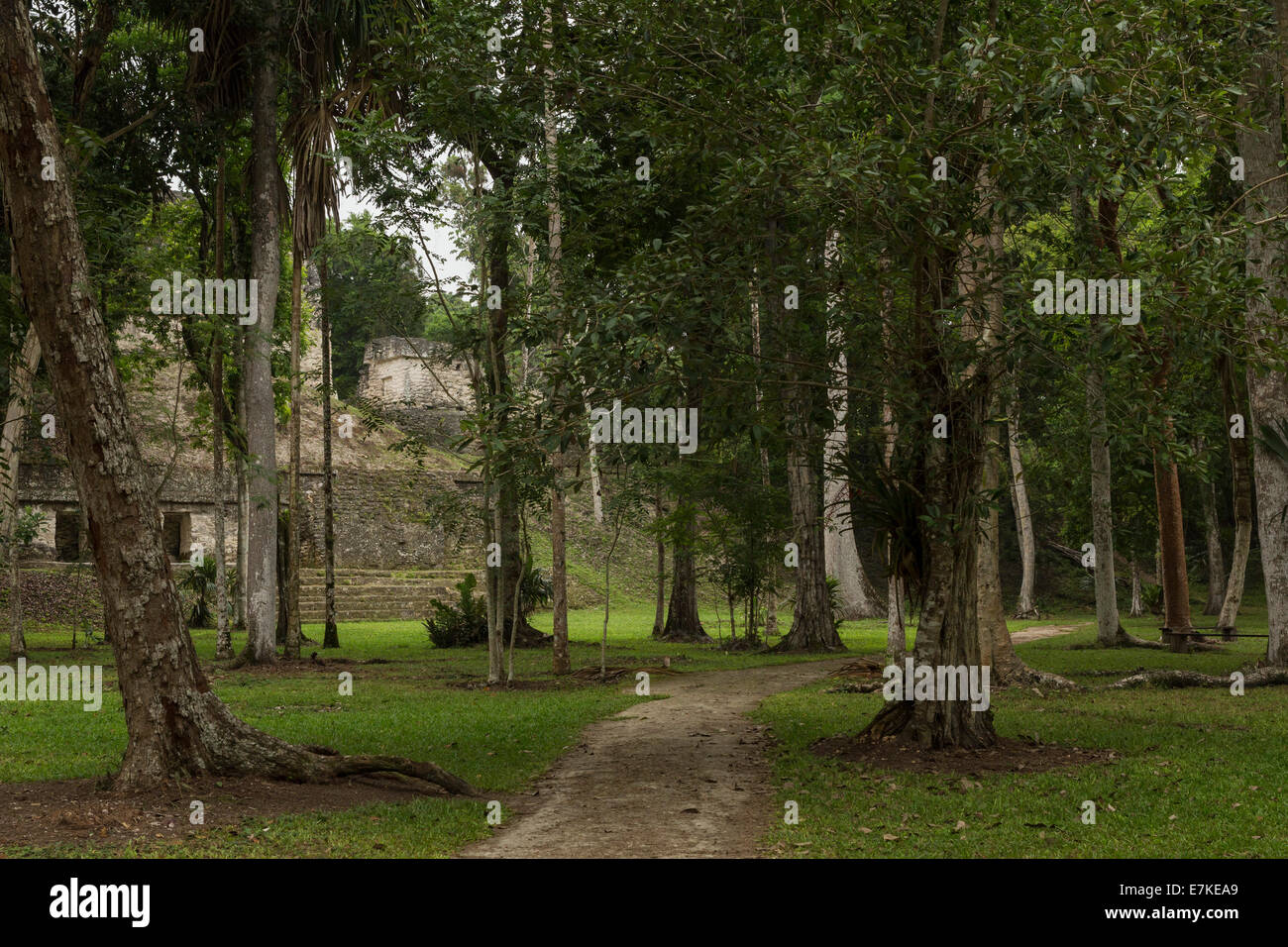 Mundo Perdido, Tikal National Park, El Peten, Guatemala Stock Photo
