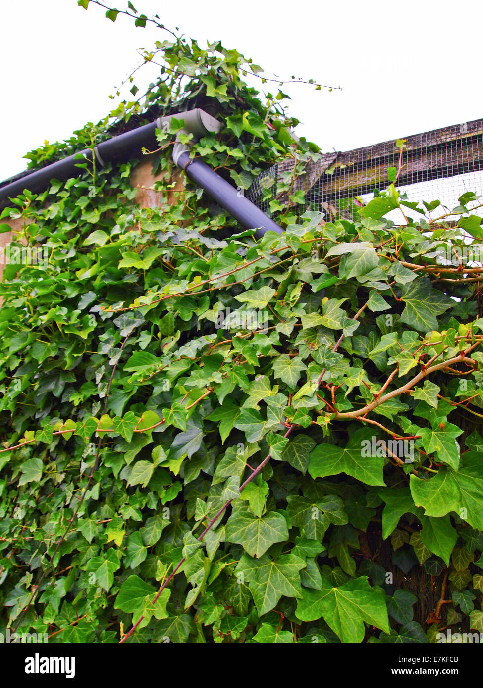 Ivy Climbing up Side of Building Stock Photo