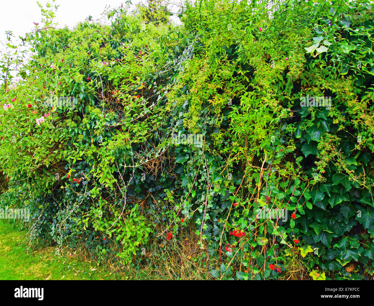Various Honeysuckle and Ivy  Vines Growing up Chain link Fence Stock Photo