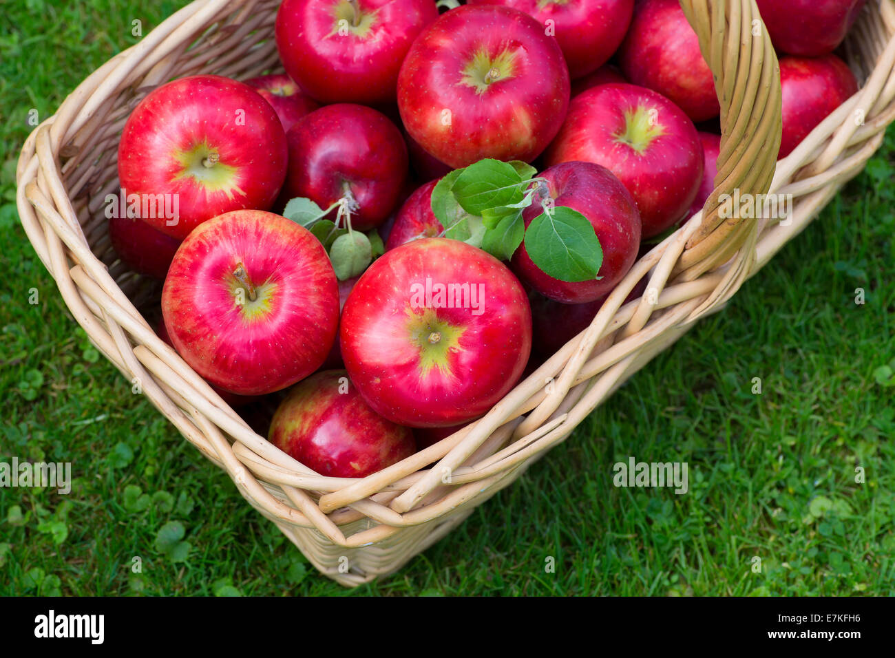 https://c8.alamy.com/comp/E7KFH6/wicker-basket-full-of-red-ripe-honeycrisp-apples-E7KFH6.jpg
