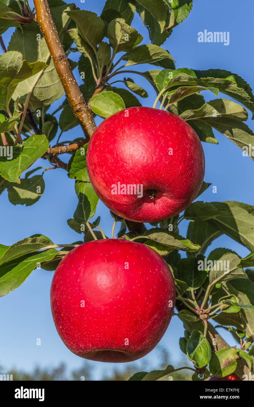 Ripe red Honeycrisp apples ready to pick Stock Photo Alamy