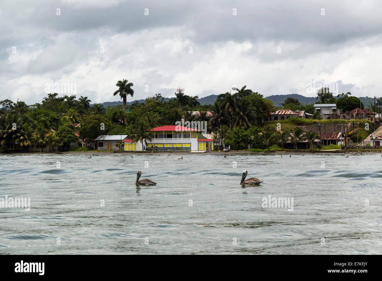 Two birds swimming in the waters of Amatique Bay, Lívingston, Guatemala Stock Photo