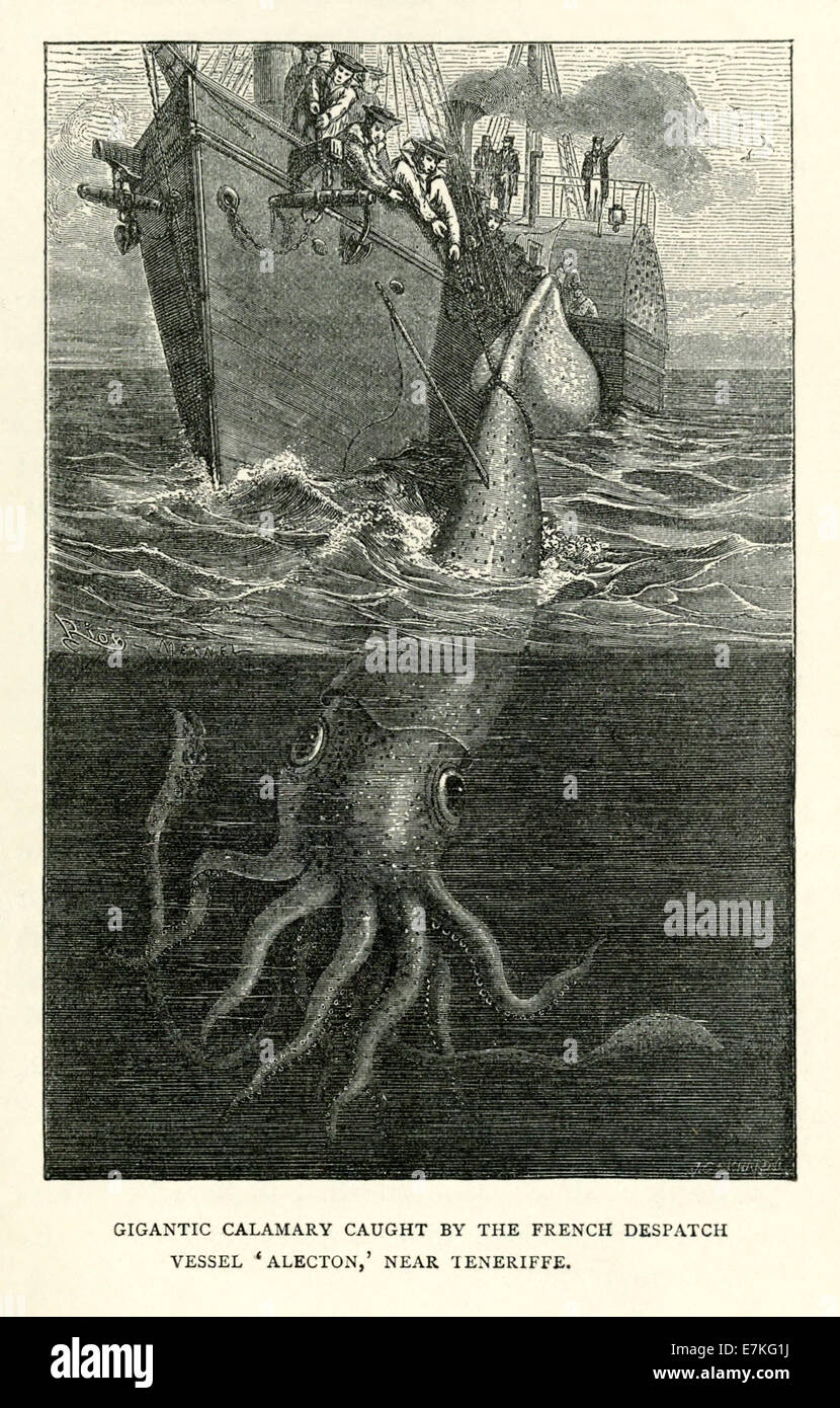 Gigantic calamari caught by the French corvette Alecton near Teneriffe 30 Nov 1861.  See description for more information. Stock Photo