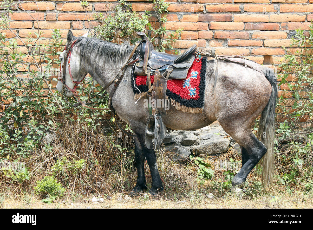 A saddled horse in a farmers pasture in Cotacachi, Ecuador Stock Photo