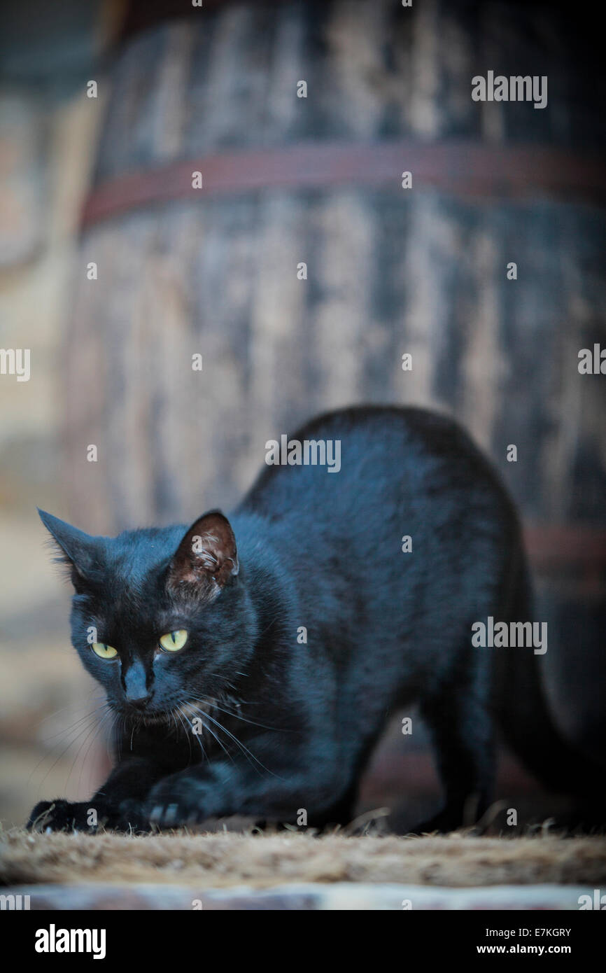 Black Cat playing feline kitten Stock Photo
