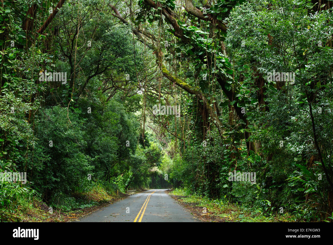Tree Canopy Road High Resolution Stock Photography and Images - Alamy