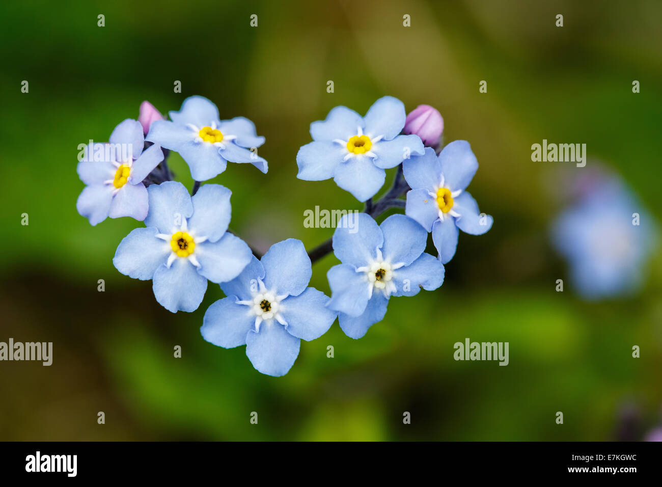 Forget-me-not flowers Stock Photo