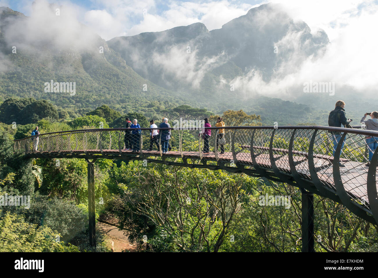 Cape Town Kirstenbosch Gardens Centenary Tree Canopy Walkway opened in May 2014 to celebrate 100 years of the gardens Stock Photo
