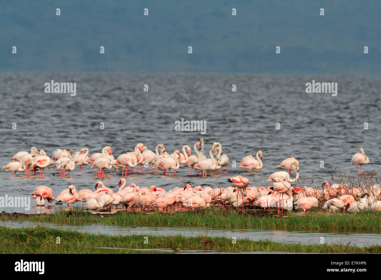 Colorful flamingos in shallow water, Lake Nakuru National Park, Kenya Stock Photo