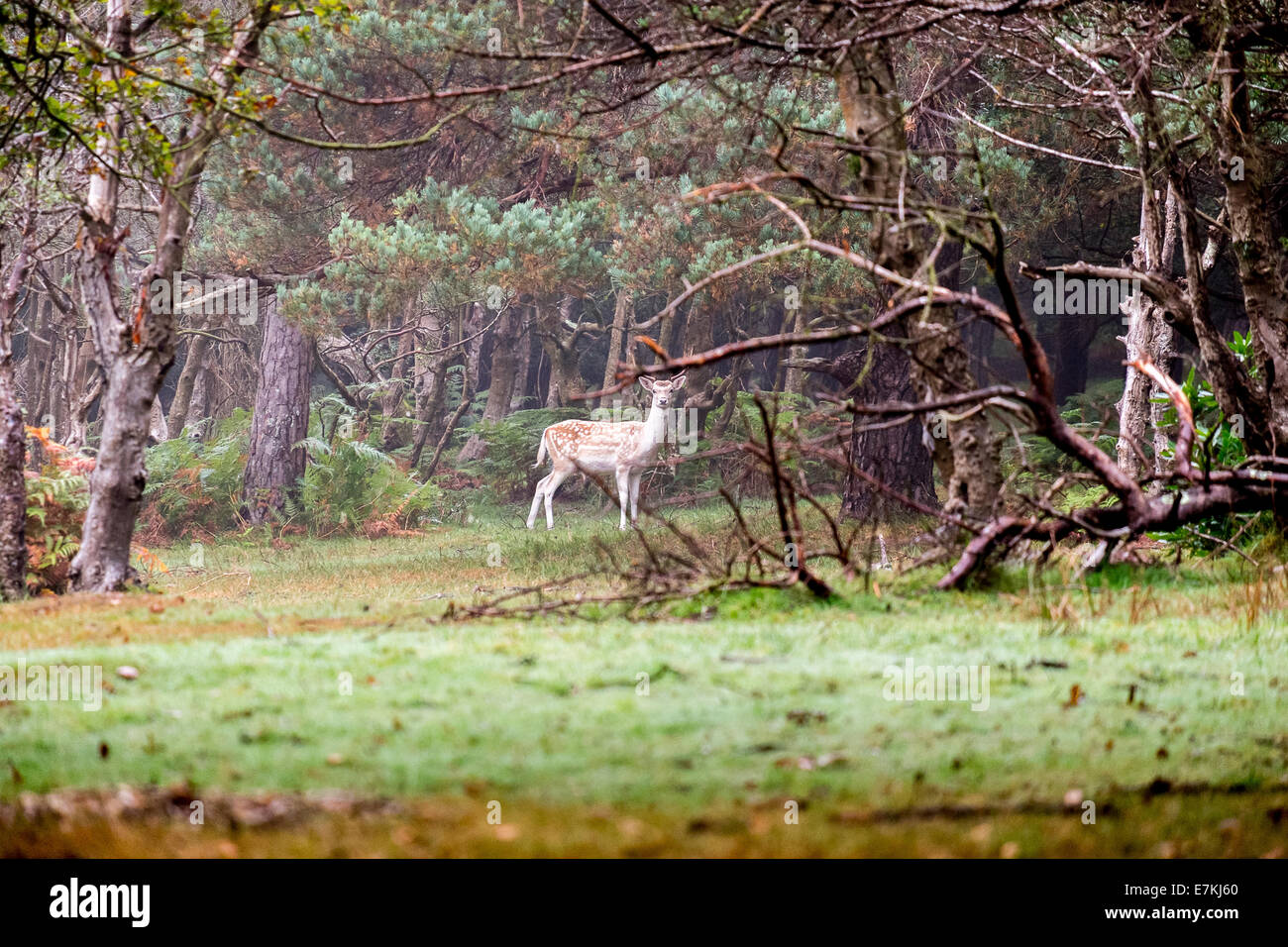 Roe Deer In The New Forest Hampshire Uk th September 14 Uk Stock Photo Alamy Roe Deer In The New Forest Hampshire Uk th September 14 Uk Stock Photo Alamy