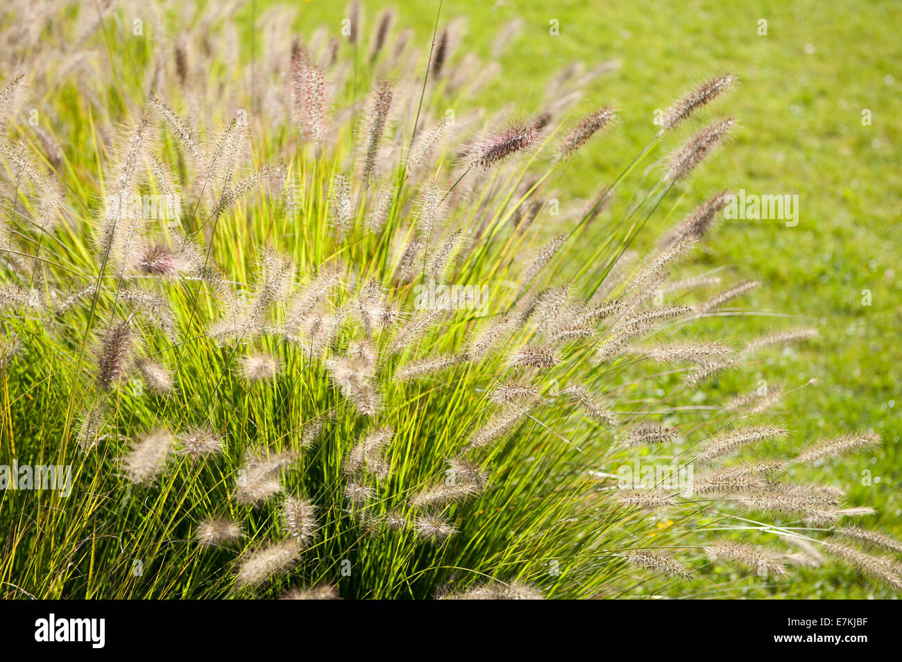 Grass bunch Pennisetum alopecuroides Stock Photo