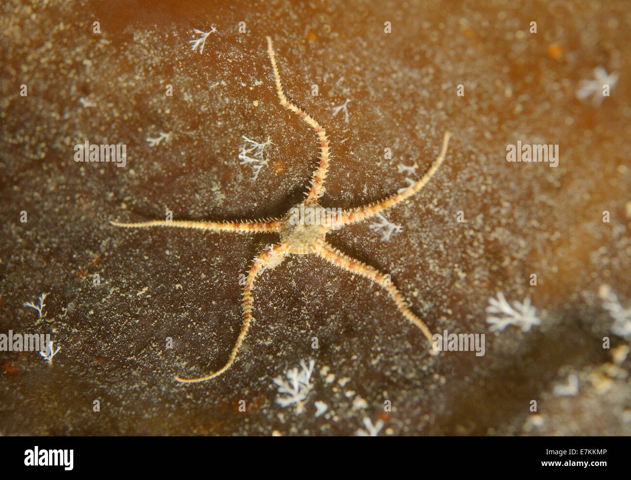 Crevice Brittle Star or ophiuroids (Ophiopholis aculeata) White sea