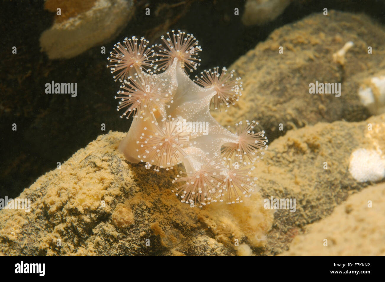 Stalked jellyfish (Lucernaria quadricornis) White sea, Karelia, Arctic, Russian Federation Stock Photo