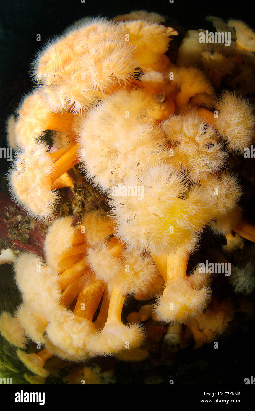 Anemone Metridium (anemone plumose) Stock Photo