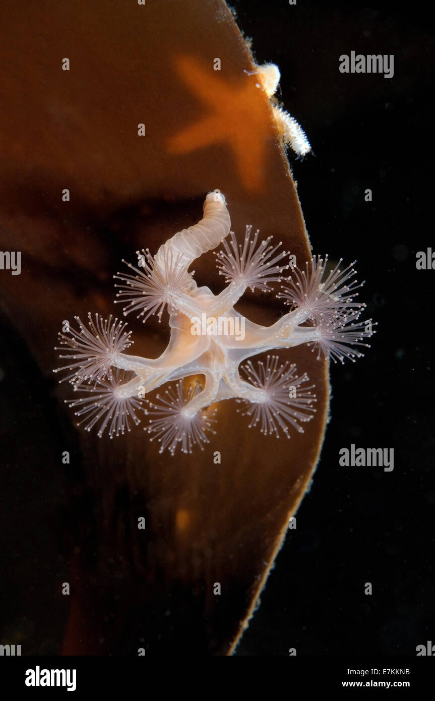 Red starfish (Asterias rubens) and Stalked jellyfish (Lucernaria quadricornis) Stock Photo